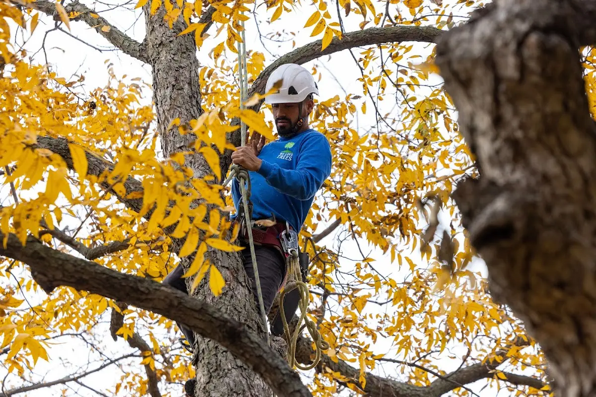 Skilled Tree Trimming crew working in Beallsville
