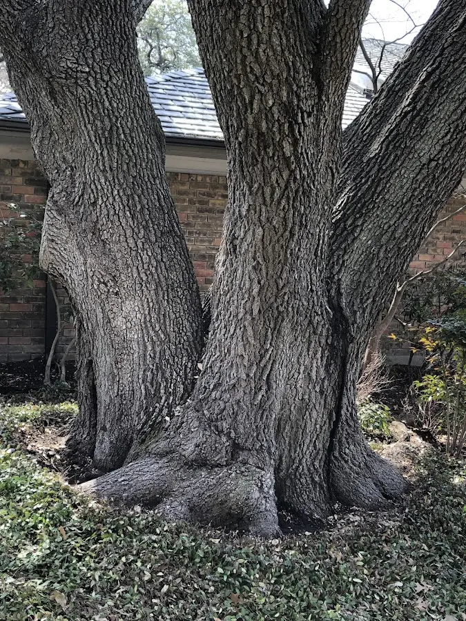 Mature heritage tree close to a Beallsville property cared for by certified arborists